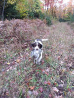 Springer hunting photo