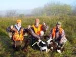 English Springer Spaniels