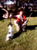 English Springer Spaniels