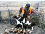 Leah English Springer Spaniels