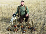 Ohio English Springer Spaniels