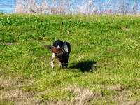 Leah English Springer Spaniels