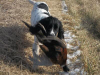 English Springer Spaniels