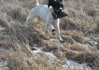 English Springer Spaniels