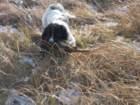 English Springer Spaniels