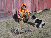 English Springer Spaniels