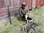 English Springer Spaniels