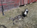 English Springer Spaniels