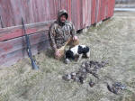 English Springer Spaniels