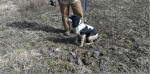 Ohio English Springer Spaniels