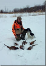 Ohio English Springer Spaniels