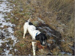 Ohio English Springer Spaniels