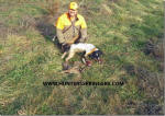 Ohio English Springer Spaniels