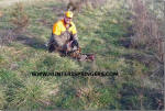 Ohio English Springer Spaniels