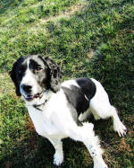 Ohio English Springer Spaniels hunting