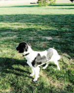 English Springer Spaniels hunt