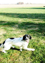 English Springer Spaniels - Leah