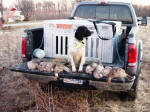 English Springer Spaniels