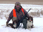 English Springer Spaniels