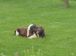 Miles English Springer Spaniels