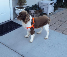 Miles English Springer Spaniels