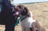 Ohio English Springer Spaniels