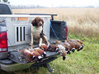 Miles English Springer Spaniels