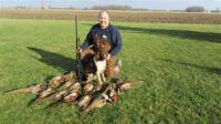 Miles English Springer Spaniels