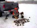 Ohio English Springer Spaniels