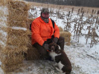 Miles English Springer Spaniels