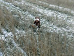 Miles English Springer Spaniels