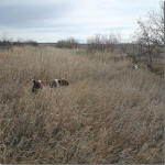 Miles English Springer Spaniels