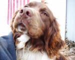 Ohio English Springer Spaniels