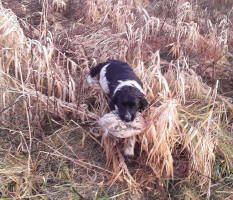 Oreo Springer