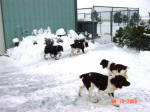 Ohio Spaniels