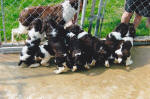 English Springer Spaniels hunt