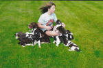 Ohio English Springer Spaniels hunt