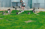 English Springer Spaniels hunting