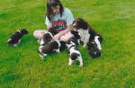 English Springer Spaniels dogs