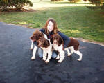 English Springer Spaniels