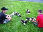 English Springer Spaniels ohio