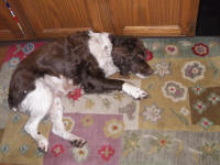 English Springer Spaniels hunt