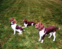 English Springer Spaniels ohio