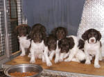 English Springer Spaniels hunt