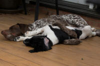 Ohio English Springer Spaniels puppies