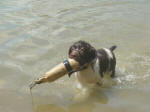 English Springer Spaniels