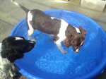 Ohio English Springer Spaniels puppies