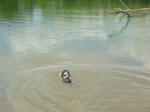 Ohio English Springer Spaniels