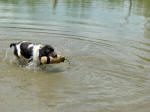 English Springer Spaniels ohio