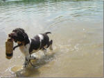 English Springer Spaniels ohio